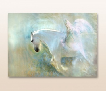 white-horse-816847925